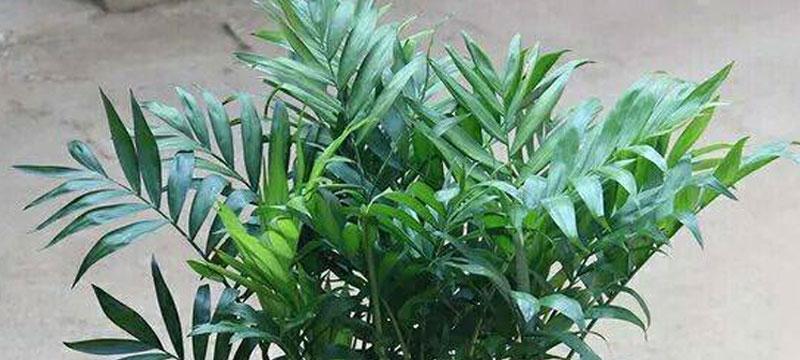 如何选用适合富贵椰子的肥料（科学配比）
