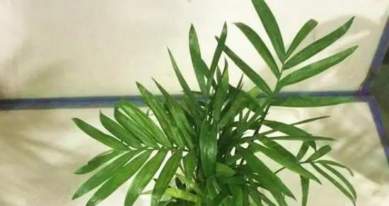 富贵椰子的修剪方法（如何正确地修剪富贵椰子）