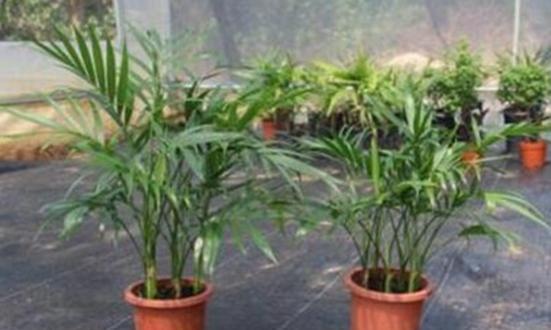如何养护富贵椰子（注意事项和技巧）