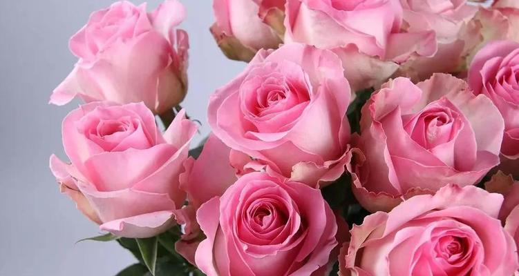《玫瑰花的花语和寓意》（探寻玫瑰花的浪漫语言与深意）