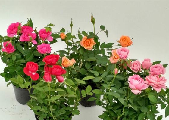玫瑰花样的植物——探索植物王国的多样性（什么是以玫瑰花样的植物）