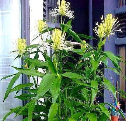 富贵竹不长叶子该怎么办（如何让富贵竹重新焕发生机）