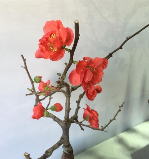 梅花的花语及其象征意义（探秘梅花的深刻内涵与情感寓意）
