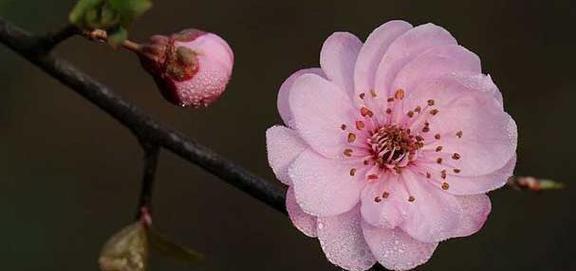 梅花的花语及其象征意义（探秘梅花的深刻内涵与情感寓意）