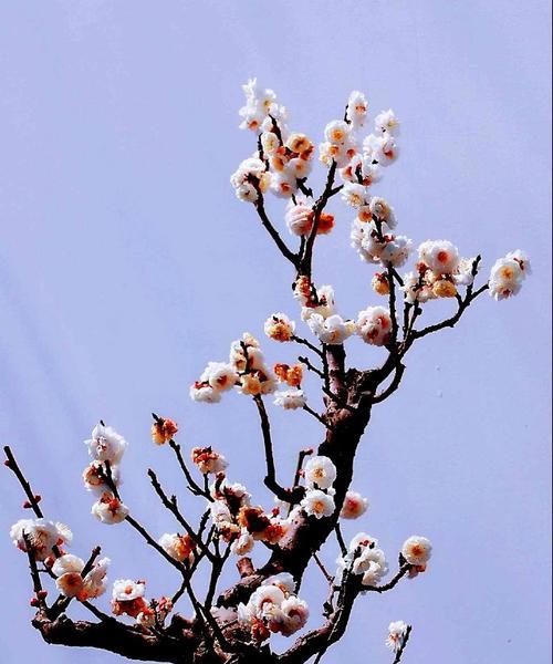 梅花的花语和寓意（传承百年的坚韧与美丽）