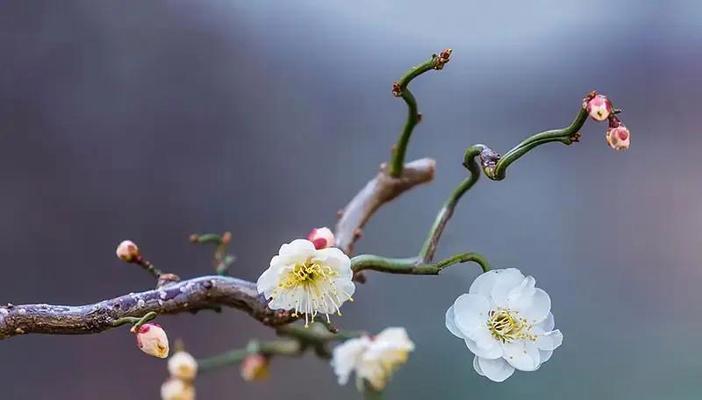梅花的花语和寓意（传承百年的坚韧与美丽）