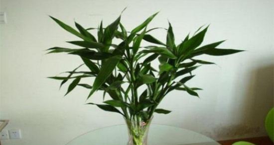 欣赏富贵竹的奇妙魅力（探秘富贵竹的特点与魅力）