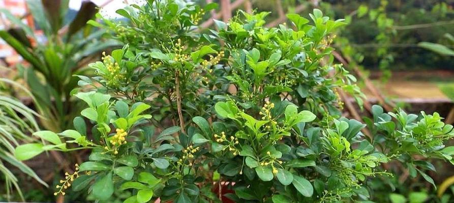 米兰花（揭秘米兰花的花语与神秘历史）