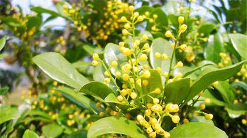 米兰花（揭秘米兰花的花语与神秘历史）