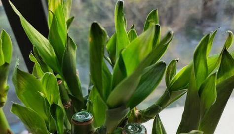 冬天种植富贵竹，你需要知道的关键点（关于富贵竹冬季养护与注意事项的详细介绍）
