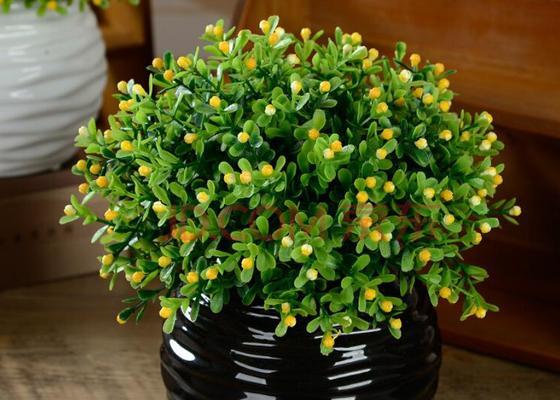 米兰花的花语与象征意义（传递爱情与幸福的花朵——米兰花的花语解读）