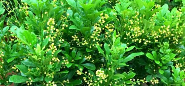 米兰花的花语与象征意义（传递爱情与幸福的花朵——米兰花的花语解读）
