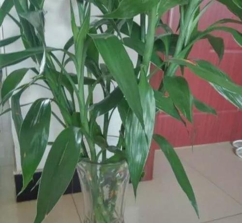 冬天种植富贵竹，你需要知道的关键点（关于富贵竹冬季养护与注意事项的详细介绍）
