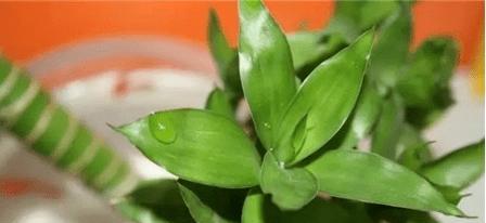 冬天种植富贵竹，你需要知道的关键点（关于富贵竹冬季养护与注意事项的详细介绍）