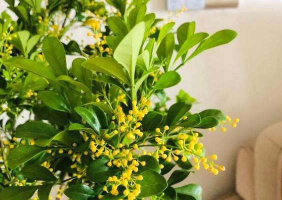 米兰花之花语特点——深情浪漫的爱情花（揭秘米兰花语的三大特点）