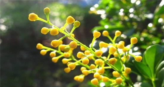 米兰花之花语特点——深情浪漫的爱情花（揭秘米兰花语的三大特点）
