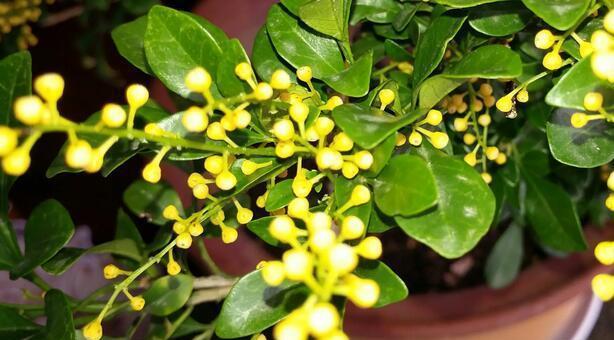 米兰花之花语特点——深情浪漫的爱情花（揭秘米兰花语的三大特点）