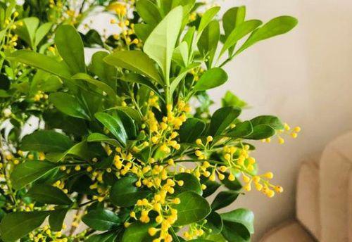 米兰花（探寻米兰花背后的意义与价值）