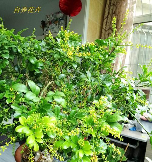 米兰花语之美（探索花朵背后的深层寓意）