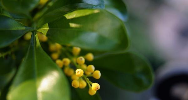 米兰花语之美（探索花朵背后的深层寓意）