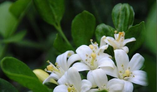 米兰花语之美（探索花朵背后的深层寓意）