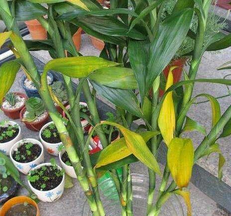 如何科学浇水养护富贵竹（多长时间浇一次水）