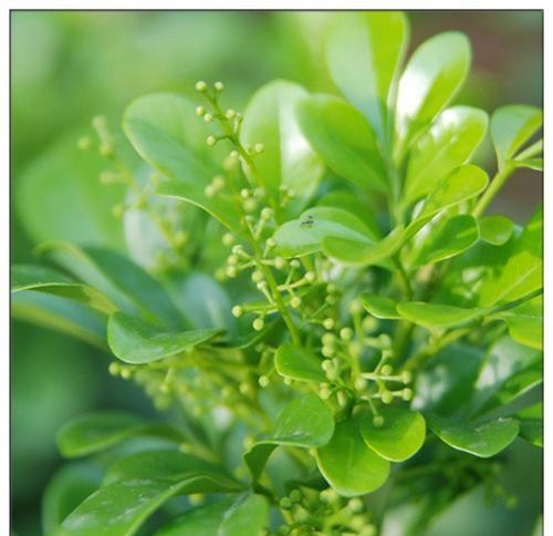 米兰花语（探寻米兰花语的丰富寓意）