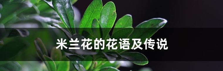 米兰花语（探寻米兰花语的丰富寓意）