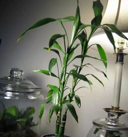 选择富贵竹摆放的好处与技巧（室内还是室外）