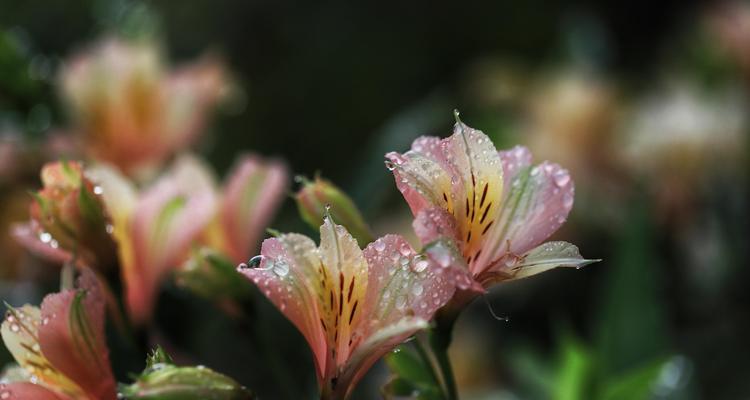 秘鲁百合花（秘鲁百合花语的魅力与深意）