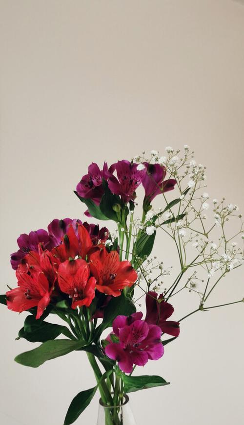 秘鲁百合花（秘鲁百合花语的魅力与深意）