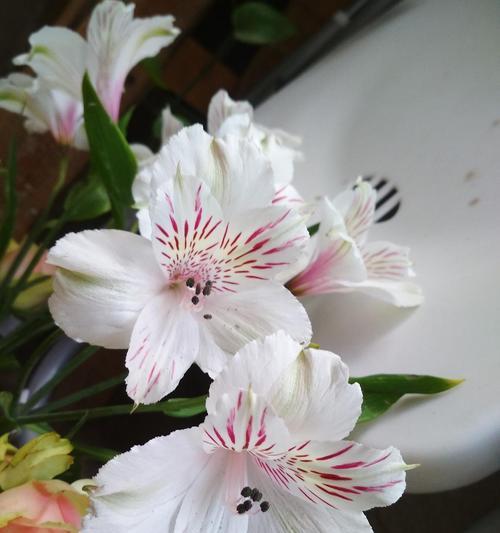 秘鲁百合花（秘鲁百合花语的魅力与深意）