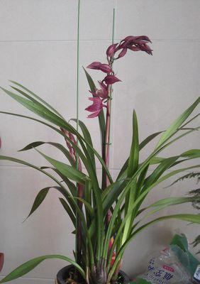 墨兰花语（坚守执着的信念）