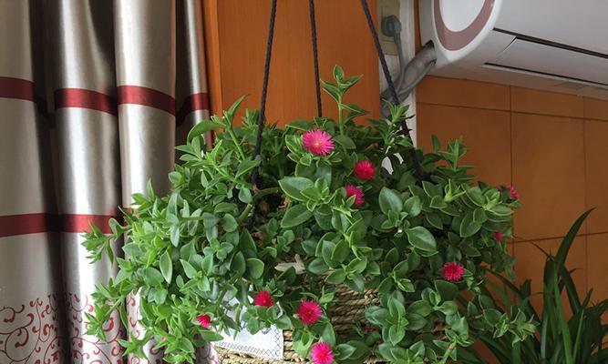 牡丹吊兰的花语及寓意（探索牡丹吊兰背后的花语之美）
