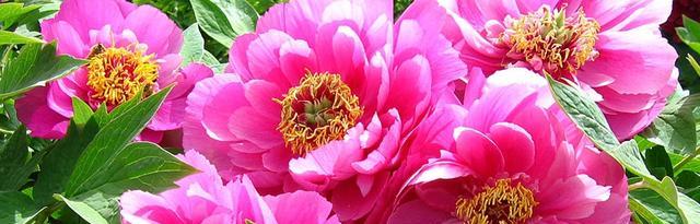 牡丹花（牡丹花语的深意和美丽的传说）