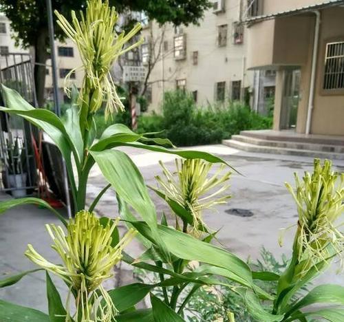 富贵竹终会开花（揭秘富贵竹的开花奥秘）