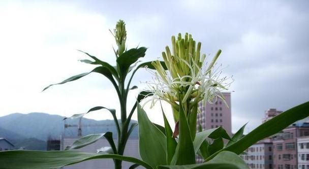 富贵竹终会开花（揭秘富贵竹的开花奥秘）