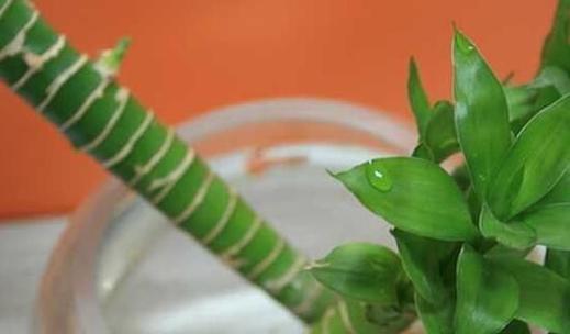 富贵竹的肥料选择与浇水技巧（打造室内盆栽富贵竹的健康成长）