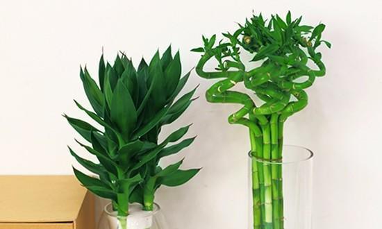 富贵竹的肥料选择与浇水技巧（打造室内盆栽富贵竹的健康成长）