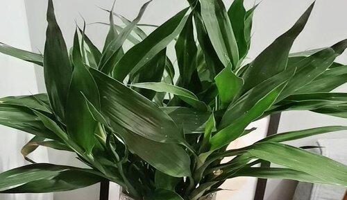 如何浇水才能让富贵竹更茁壮成长（掌握关键技巧）