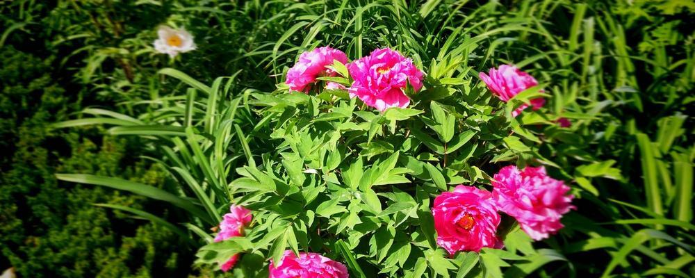 牡丹花语传说（牡丹花开）