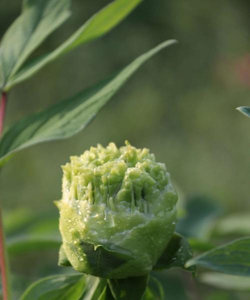 牡丹开花，绽放多彩世界（以牡丹开花）