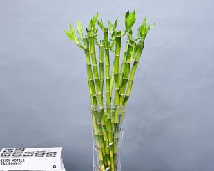 如何让富贵竹节节高（高度增长的秘诀与注意事项）