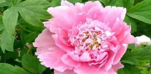 花开如锦，寓意万千（牡丹盛开）