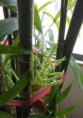富贵竹开花的奇观（探秘花期长）