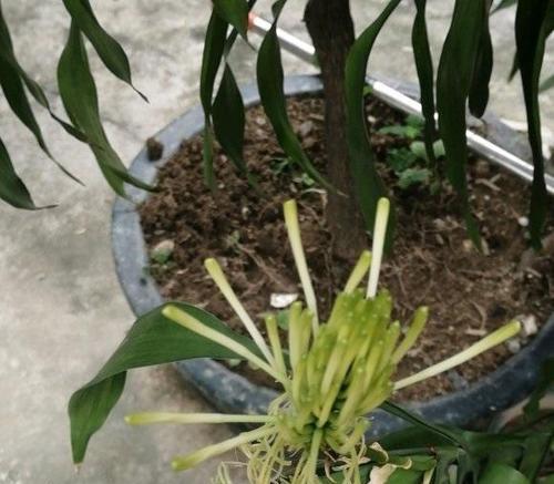 富贵竹开花的奇妙之旅（开花的样子）