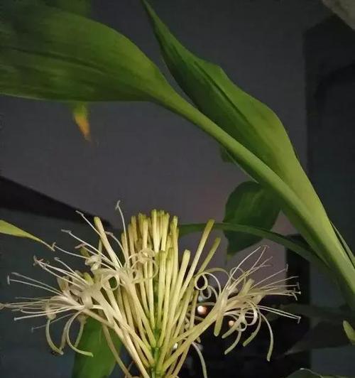 富贵竹开花，喜报临门（预示着吉祥如意）
