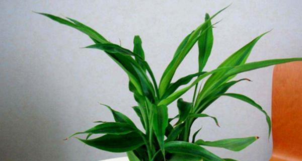 富贵竹开花——吉祥之兆（预示着财运旺盛）