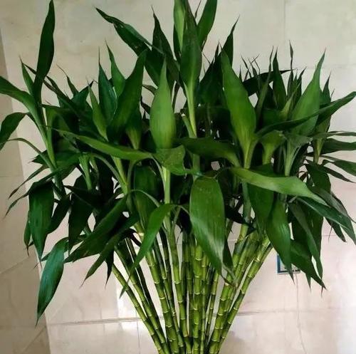 富贵竹开花——吉祥之兆（预示着财运旺盛）
