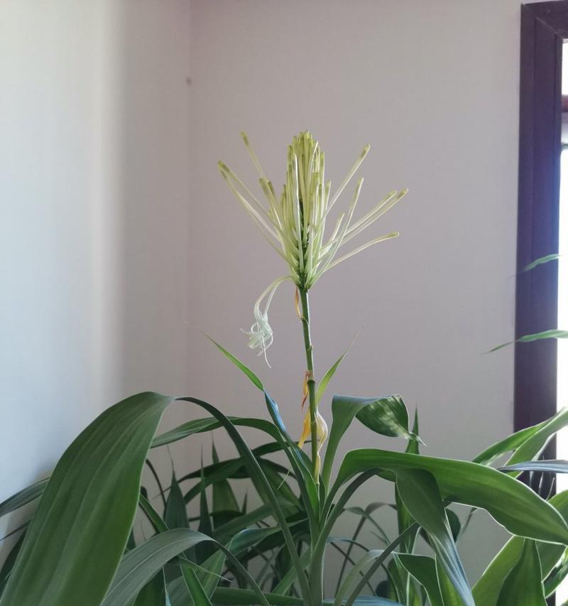 富贵竹开花——吉祥之兆（预示着财运旺盛）
